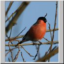 Pyrrhula pyrrhula - Gimpel m03.jpg